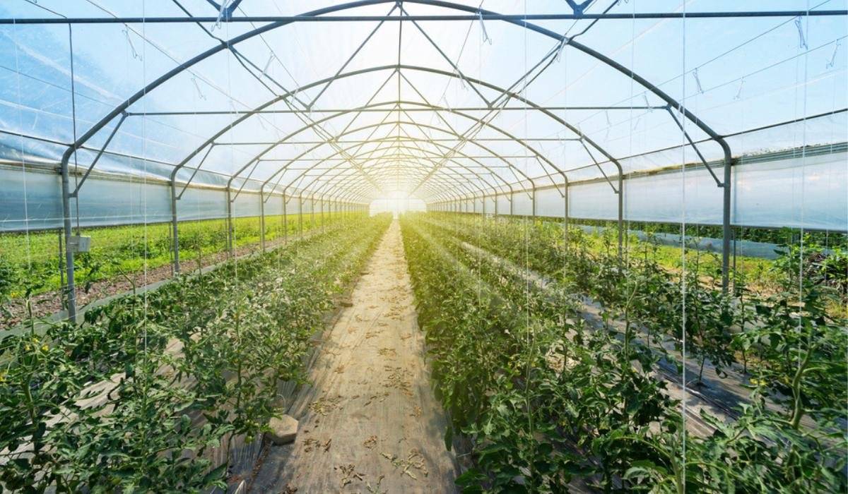 Are you aware of the Greenhouse and types of Greenhouses? | Housing News