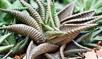 How to grow and care for Haworthiopsis Limifolia?