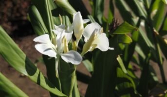 Hedychium Coronarium: Facts, benefits, grow and care tips