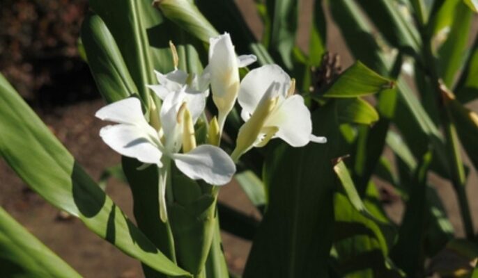 Hedychium Coronarium Facts Benefits Grow And Care Tips