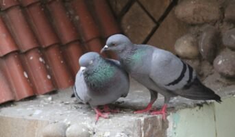 How to get rid of pigeons permanently?