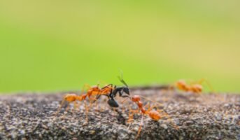 How to get rid of an infestation of red ants