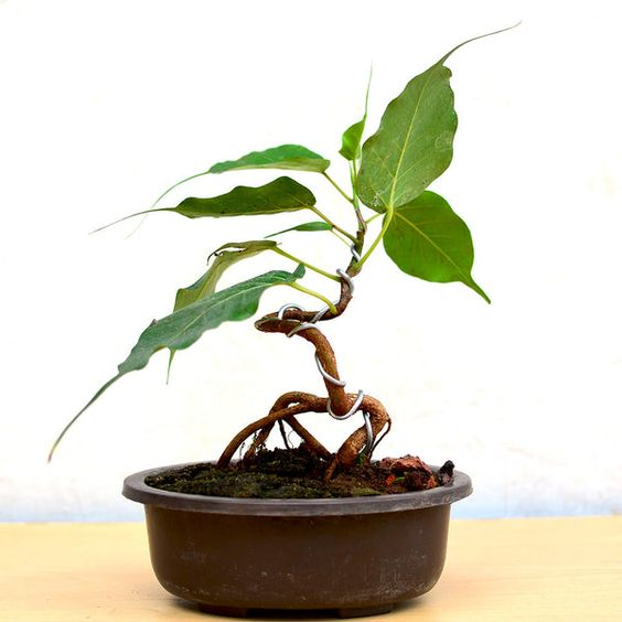 Sacred fig: Key facts, physical features, significance, growth, maintenance, benefits, uses, and toxicity of Ficus religiosa 2