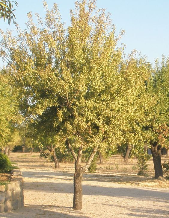 Almond tree: Facts, physical features, cultivation, maintenance, uses and benefits, and toxicity of Prunus dulcis 1