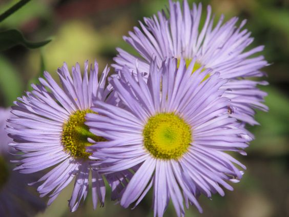 Purple fleabane: Facts, physical features, cultivation, maintenance, uses, and toxicity 1