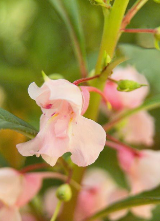 Balsam plant: Everything you need to know about the touch-me-not plant 2