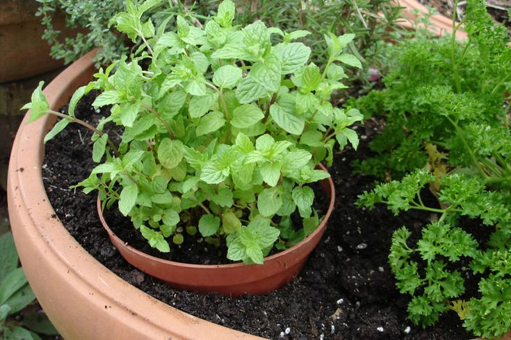 Peppermint plant: A guide on cultivation and maintenance of Mentha piperita 2