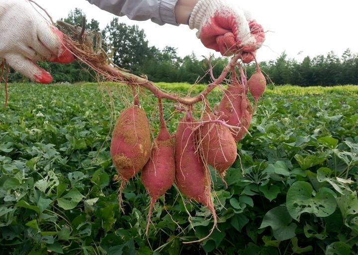 Sweet potato plant: Facts, features, varieties, growth, maintenance, harvesting, and health benefits of Ipomoea batatas 5