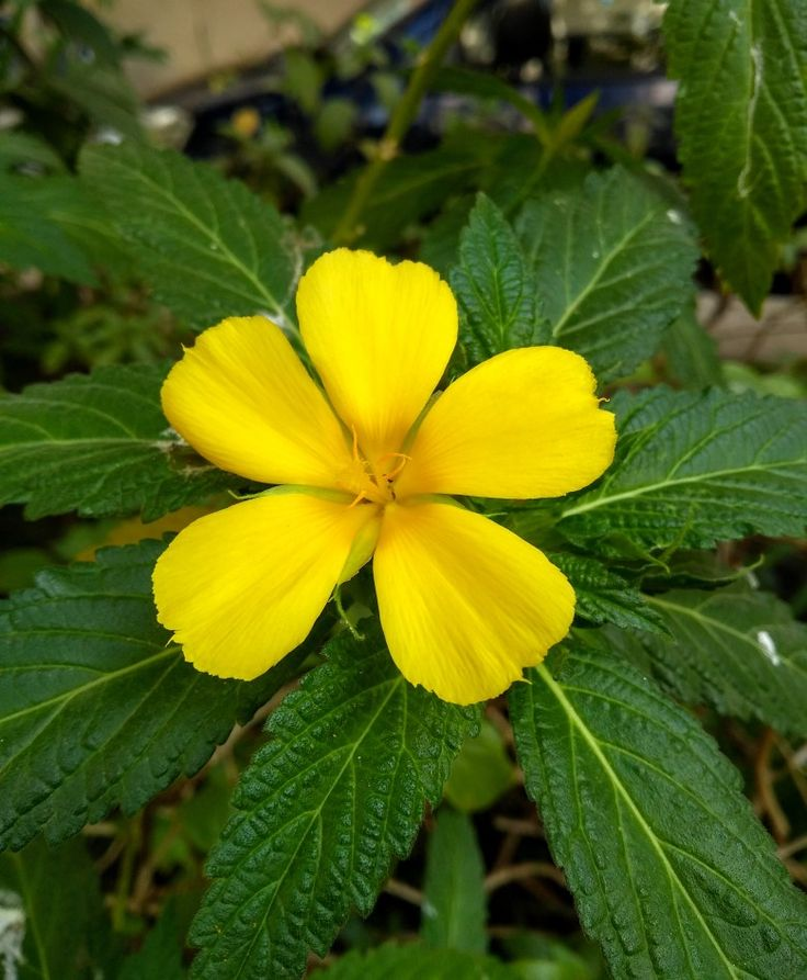 Turnera ulmifolia: पिवळ्या अल्डर 1 चे तथ्य, वाढ, देखभाल आणि उपयोग