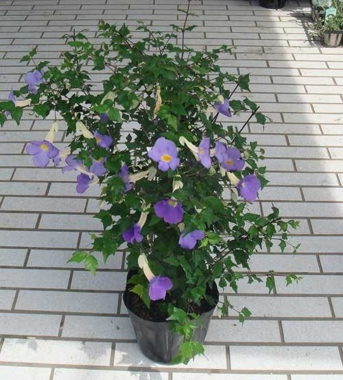 Thunbergia erecta: Facts, growth, maintenance, and uses 2
