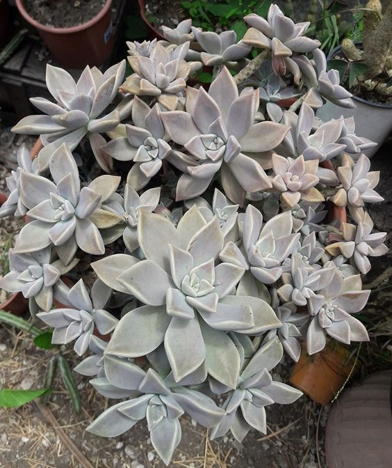 Graptopetalum paraguayense: Facts, physical description, propagation and maintenance tips, uses, and toxicity of ghost plant 1