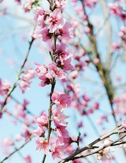 Blossom flowers: What are they, quick facts, types, and uses 2