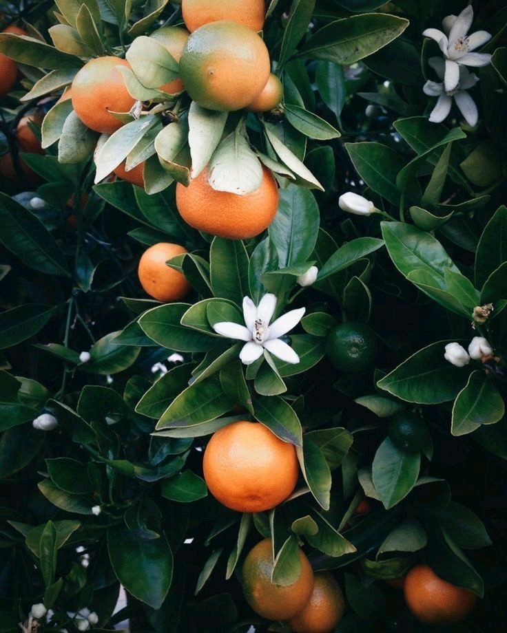 Citrinae: All about the citrus family and its newest addition 1