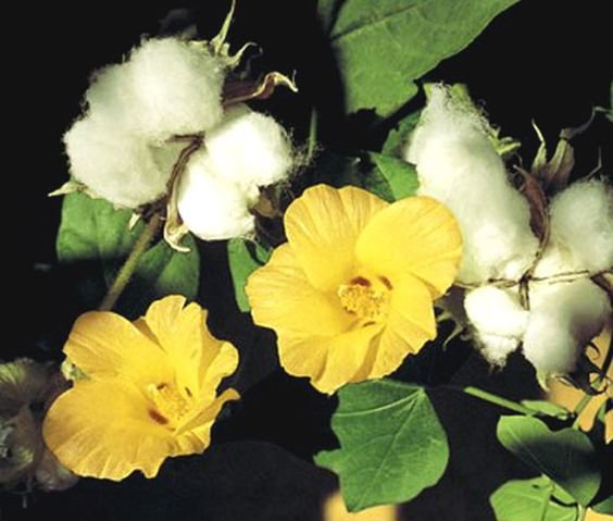 Gossypium: How you can grow and maintain the cotton plant 2