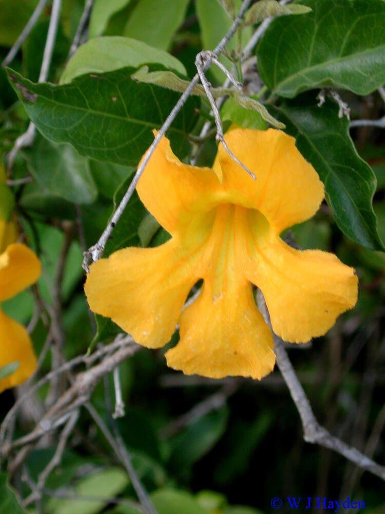 Dolichandra unguis-cati: All you need to know about cat’s claw trumpet 1