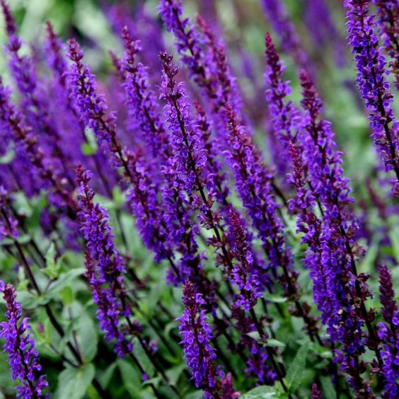 Salvia: Facts, varieties, maintenance and uses - Willow Manor