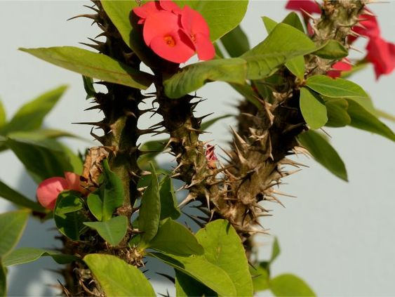 Crown of thorns: Grow this perennial vine in your home 1