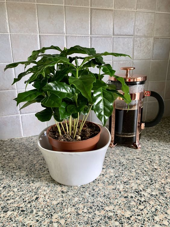 Coffea arabica: Grow this plant in your house to enjoy fresh Arabian coffee every day 1