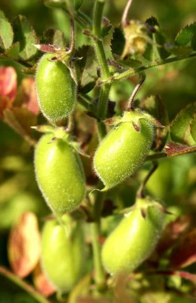 Cicer arietinum: Bring home chickpea and grow this herbaceous plant in your garden 1