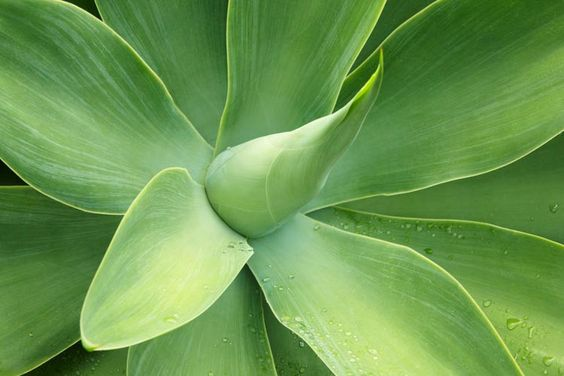 Agave attenuata: Grow and maintain the foxtail in your house 1