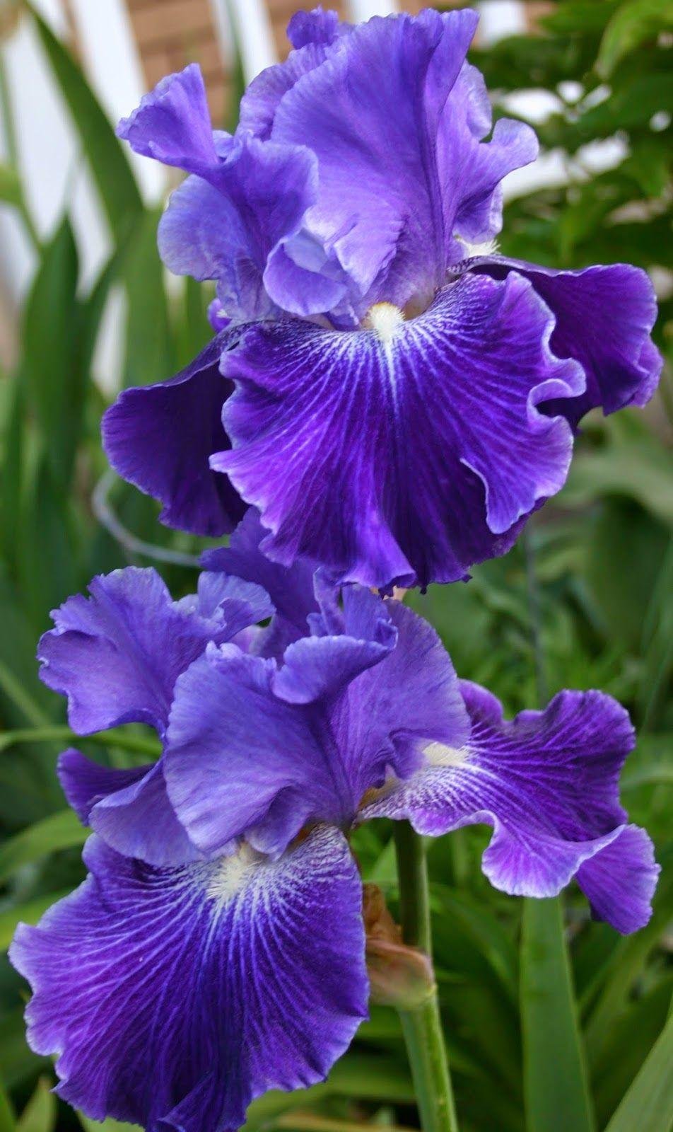 Iris flower: Facts, physical features, growth, maintenance, toxicity, and uses 1