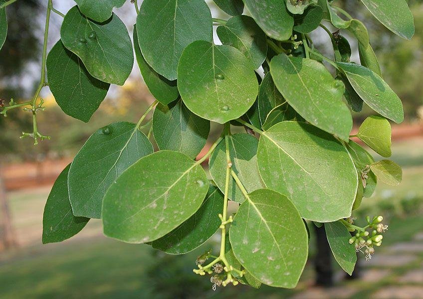 Cordia dichotoma: Take advantage of the numerous medicinal benefits of Indian cherry 1