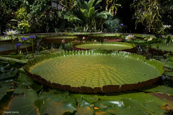 Victoria amazonica: Facts, features, growth, care, and uses of Amazon water lily 