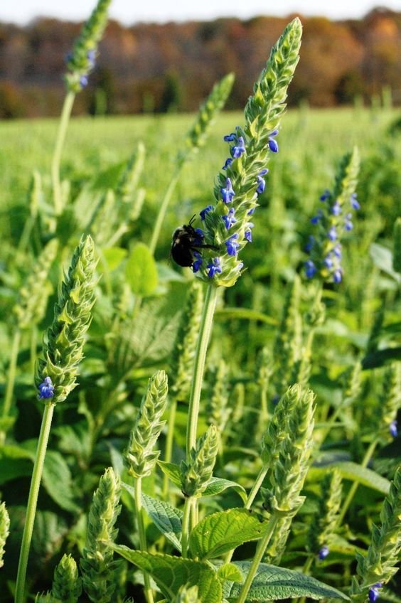 Chia seeds plant: Facts, physical features, propagation, maintenance, uses and benefits, and toxicity of Salvia hispanica 1