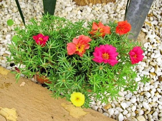 Table rose plant: Facts, physical characteristics, propagation, maintenance, toxicity, and uses of Portulaca grandiflora 2