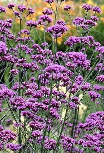 Verbena hybrida: Bring the garden verbena’s radiance to your home 1