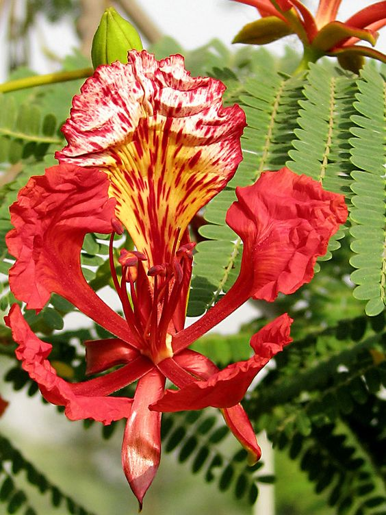 Delonix regia: Everything you need to know about royal poinciana 2
