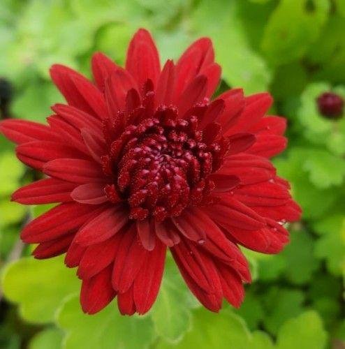 Chrysanthemums: A short guide 1