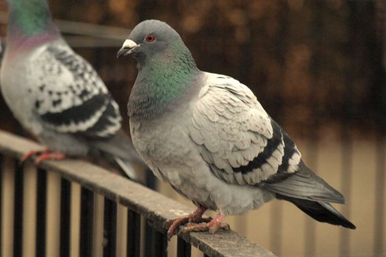 How to get rid of pigeons permanently 1