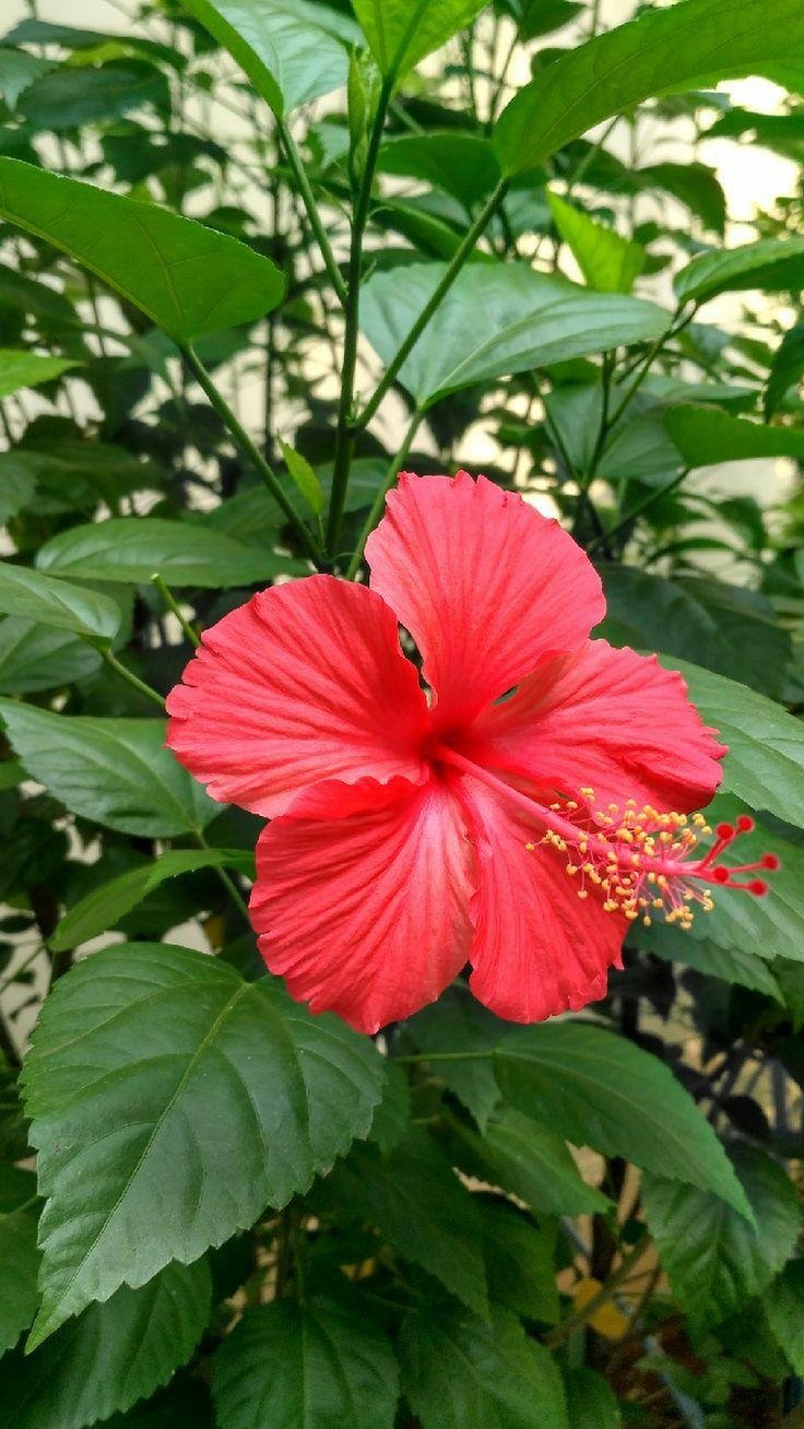 Mandara flower: Key facts, growth, maintenance, pests and diseases, and uses of Chinese hibiscus 1