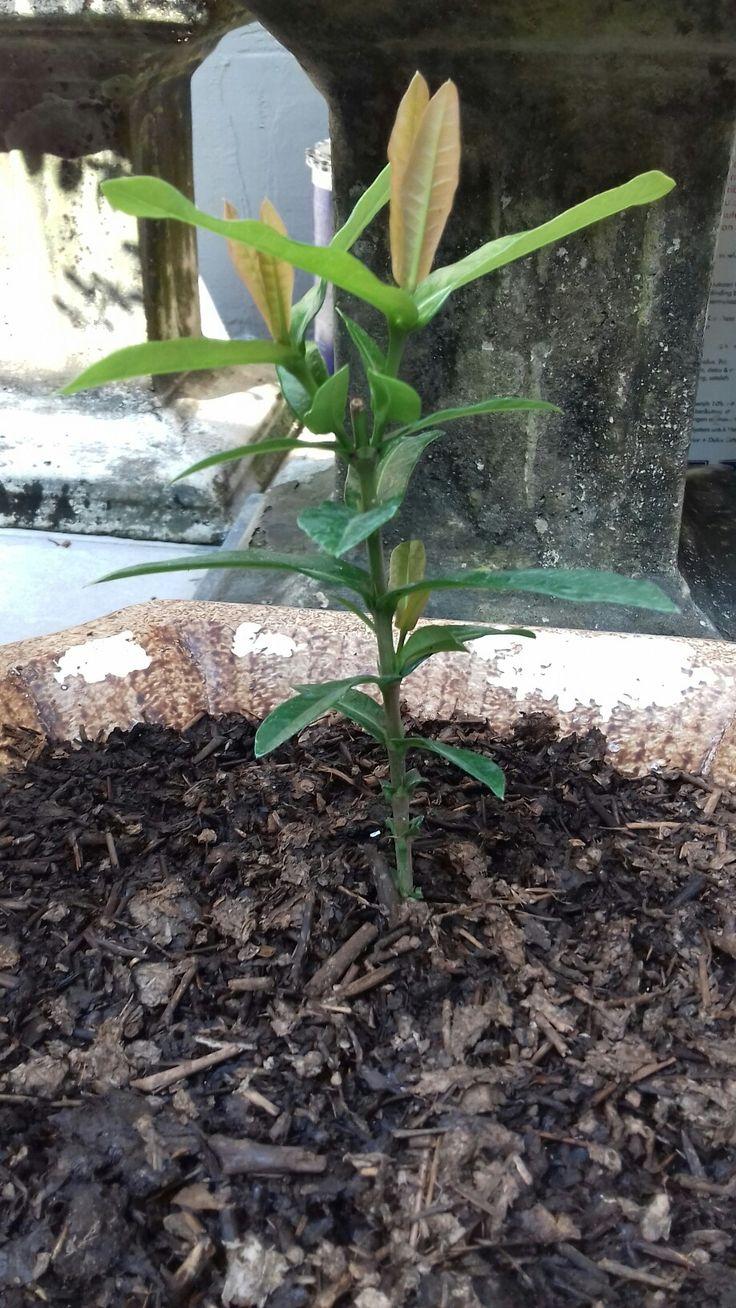 Ashok Tree Facts, Benefits, Grow and Care Tips in 2023