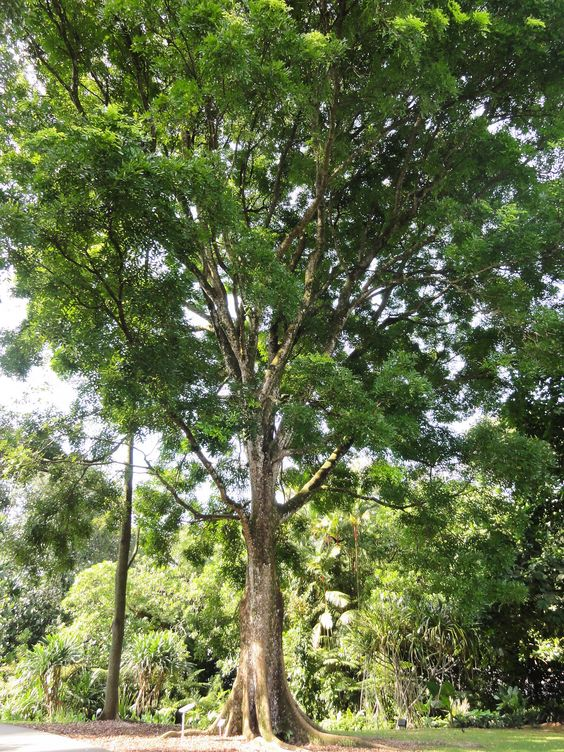 Khaya senegalensis: Plant the senegal mahogany in your backyard 1