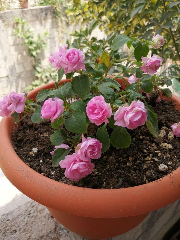 Button rose: A beautiful addition to your garden 1