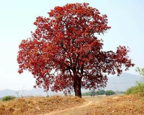 कुसुम का पेड़: सीलोन ओक के तथ्य, विशेषताएं, बढ़ते सुझाव, रखरखाव, उपयोग और विषाक्तता 1