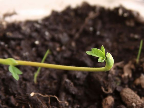Înmulțirea vegetativă: tot ce trebuie să știți 5