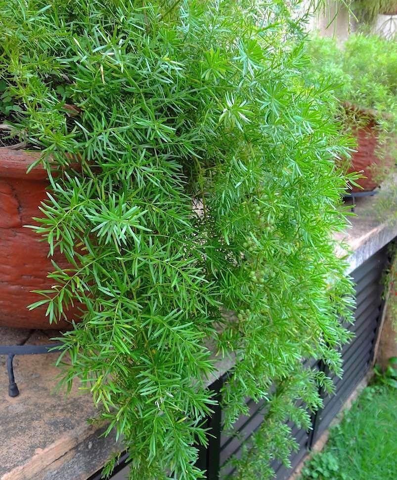 Asparagus densiflorus: Grow the plume asparagus indoors or outdoors 1