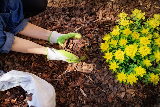 Mulching: Everything you need to know about it 2
