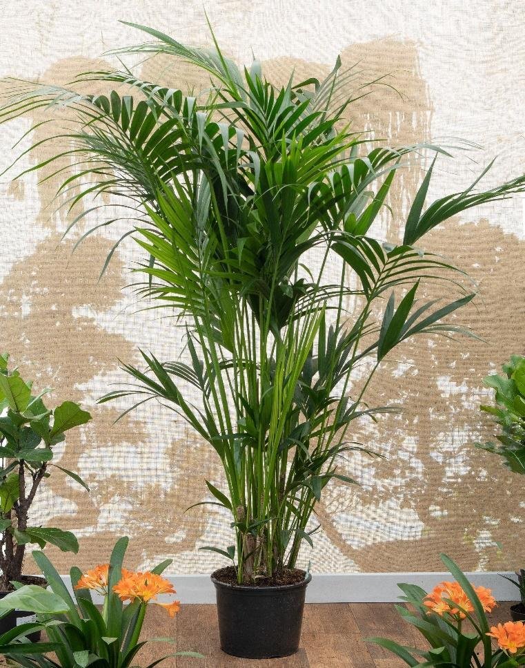 Palm plant for your home: Facts, physical description, types, growth, maintenance, uses and toxicity 1