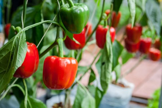 Capsicum plant: Facts, physical features, growth, care, uses, benefits, and side-effects of Capsicum annum 2