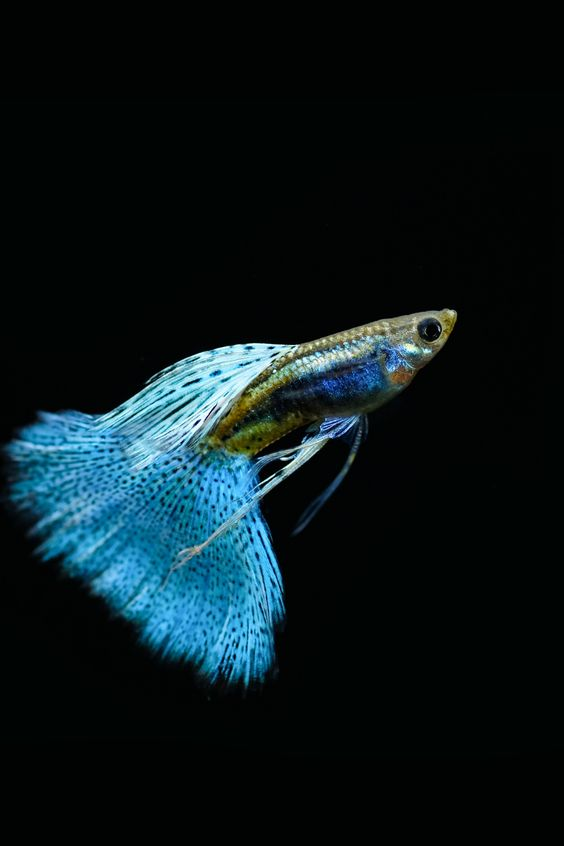 Your guide to the best fish for an aquarium at home 8