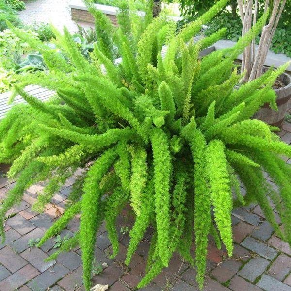 Asparagus densiflorus: Grow the plume asparagus indoors or outdoors 2