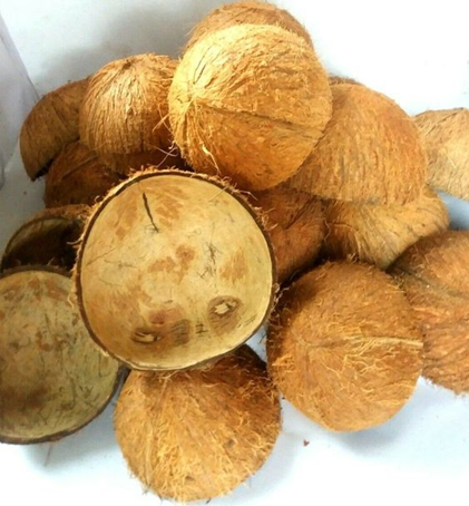Coconut husk: How to husk a coconut, uses, environmental and economic impact 2
