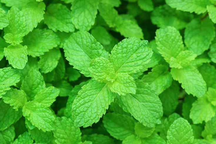Peppermint plant: A guide on cultivation and maintenance of Mentha piperita 1