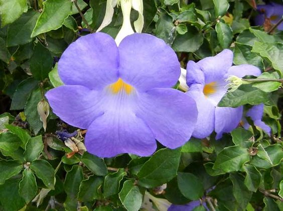 Thunbergia Erecta: Is it an indoor plant?
