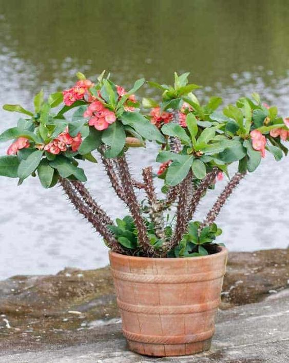 No pain involved in growing Crown of Thorns plant 