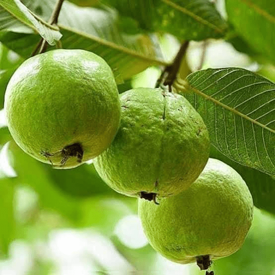 Fruit plants: Everything you Need to Know